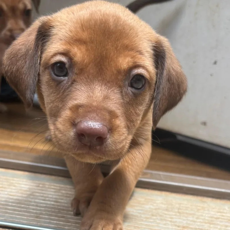A baby medium-sized female Catahoula Leopard Dog dog named Toasty for adoption in Charlotte, NC