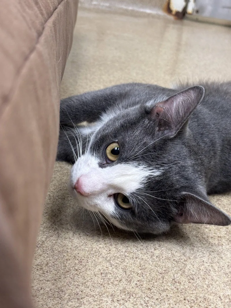 An adult medium-sized male Gray & White Domestic Short Hair cat named Astro Teddy for adoption in Brick, NJ