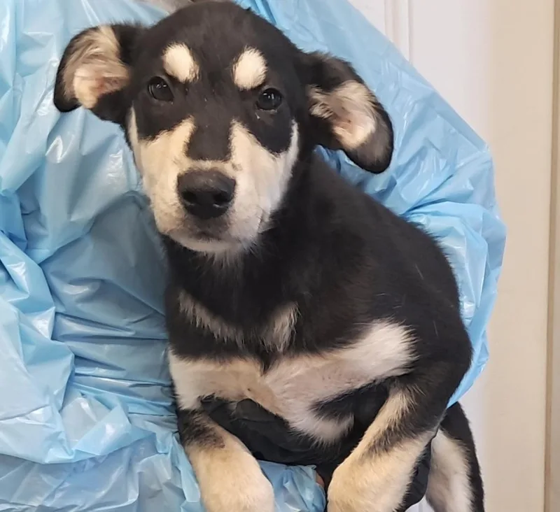 A baby medium-sized female Black Shepherd dog named Sami for adoption in Hollister, MO