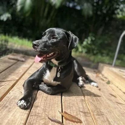 An adult large-sized male Black Labrador Retriever dog named Tom Buchanan for adoption in Tampa, FL