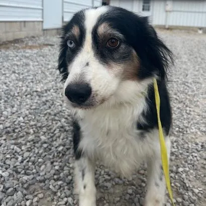 A senior medium-sized female Black Australian Shepherd dog named Spotlight for adoption in Northbrook, IL