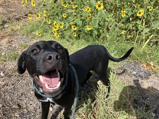 A young medium-sized female Labrador Retriever dog named Wiggles for adoption in Albuquerque, NM