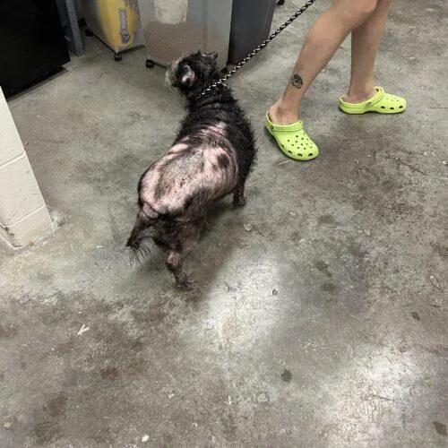 Tia