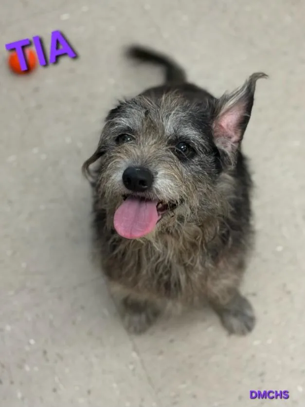 Tia thumbnail 3