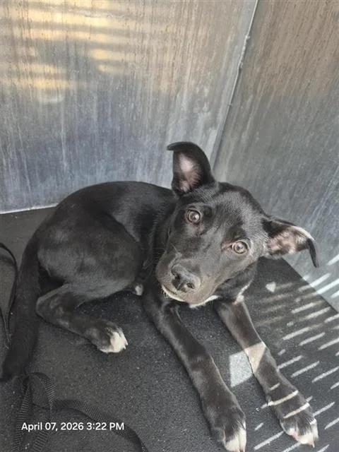 A baby medium-sized male American Staffordshire Terrier dog named Barry for adoption in San Antonio, TX