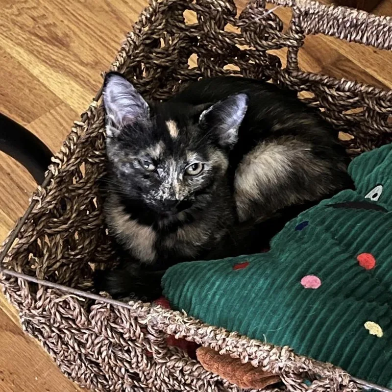 A young small-sized female Tortoiseshell Domestic Short Hair cat named Harriet for adoption in Springfield, OR