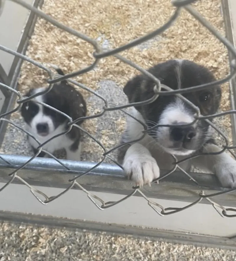 A young medium-sized male Border Collie dog named Border Collie Mix Pups for adoption in Coatesville, PA