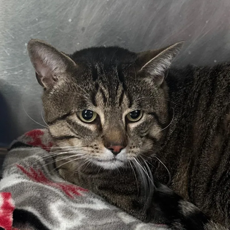 A young large-sized male American Shorthair cat named Ollie for adoption in Danbury, CT