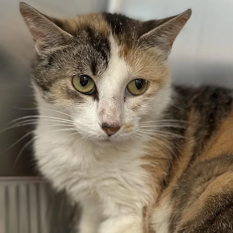 An adult medium-sized female Calico Domestic Short Hair cat named Gale for adoption in Matteson, IL