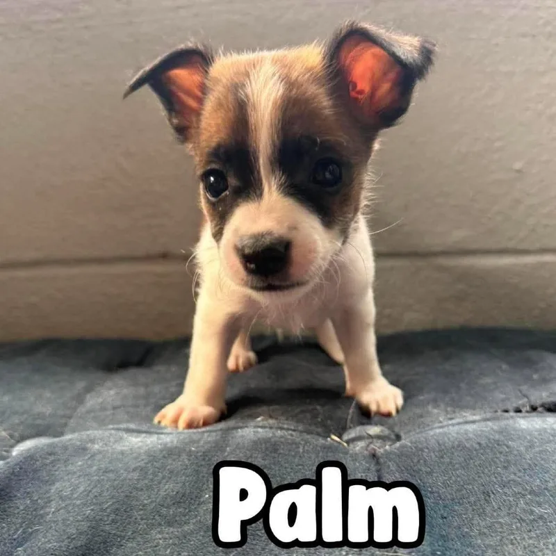 A baby small-sized male Black Chihuahua dog named Palm for adoption in Tampa, FL