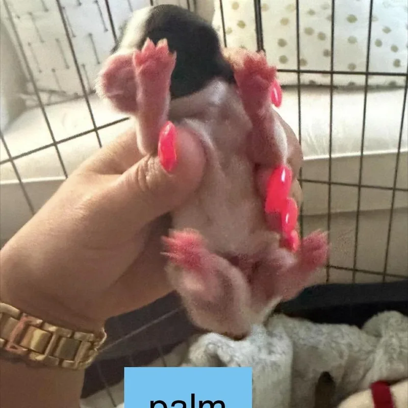 Palm thumbnail 2