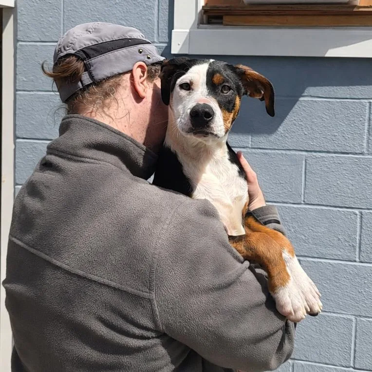 A baby medium-sized male Black Mixed Breed dog named Dino for adoption in Hopkinton, MA