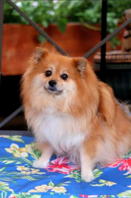An adult small-sized female Pomeranian dog named Jupiter for adoption in Chicago, IL