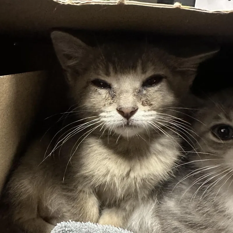 A baby small-sized male Gray / Blue / Silver Domestic Short Hair cat named Curious George for adoption in League City, TX