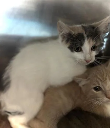 A baby small-sized female Domestic Short Hair cat named 61681344 for adoption in El Paso, TX