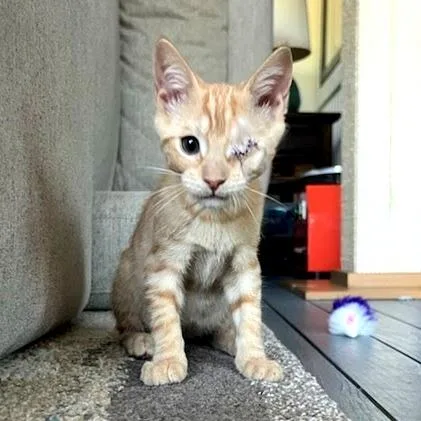A baby small-sized male Orange / Red Domestic Short Hair cat named Timon for adoption in Newport News, VA