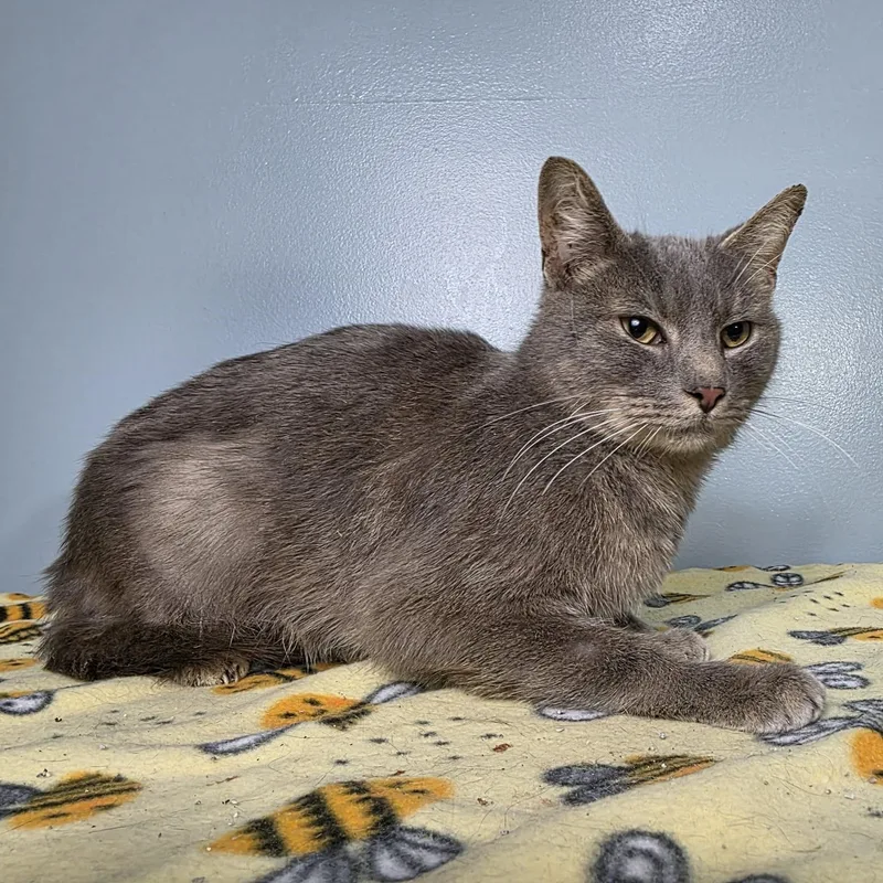 An adult medium-sized male Tabby (Gray / Blue / Silver) Tabby cat named Coopurr for adoption in Greensburg, PA