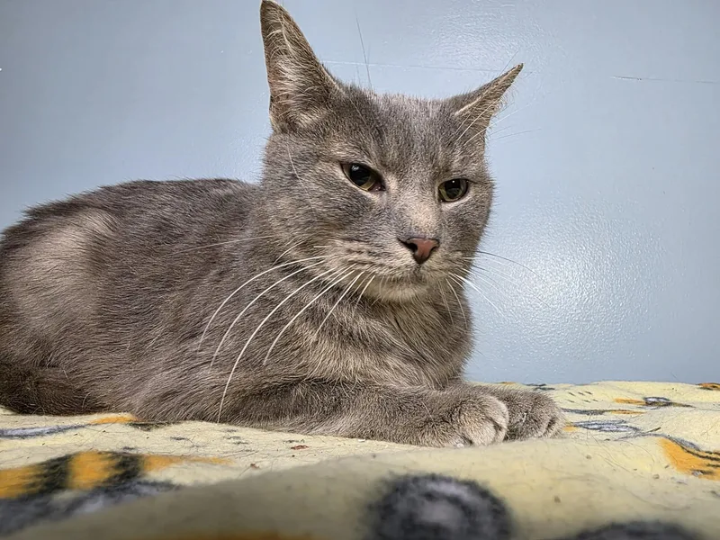 Coopurr thumbnail 2