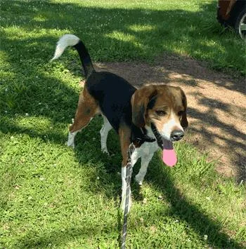 An adult medium-sized male Beagle dog named Jack for adoption in West Decatur, PA