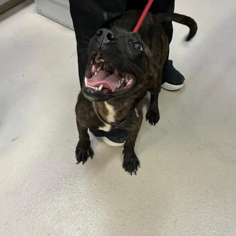 A young medium-sized male Brindle Mixed Breed dog named Chucky for adoption in Newark, NJ