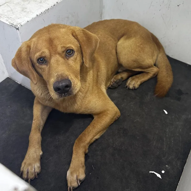 An adult medium-sized male Red / Chestnut / Orange Labrador Retriever dog named Scooby for adoption in Pine Bluff, AR