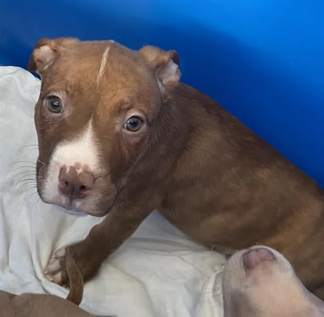A baby large-sized male Mixed Breed dog named Chocobo for adoption in Dallas, TX