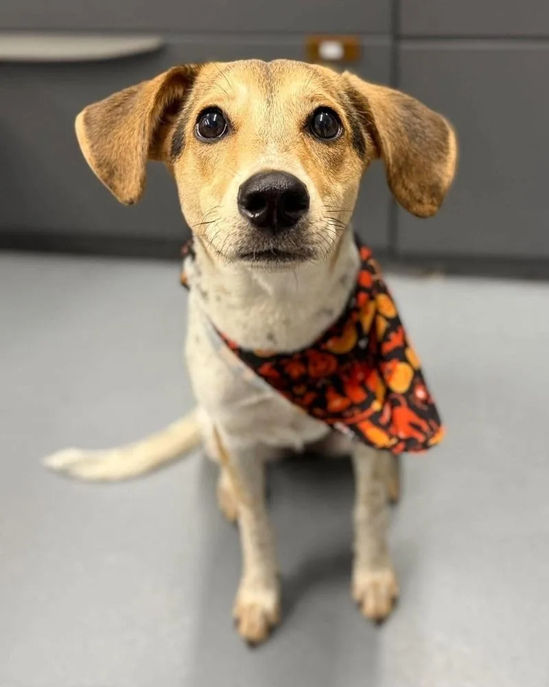 An adult medium-sized female Beagle dog named Poppy for adoption in Sedalia, CO