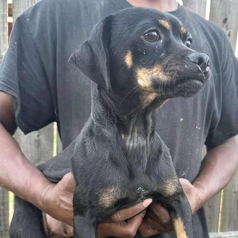 An adult medium-sized female Chihuahua dog named Mandey Local November for adoption in Brookshire, TX