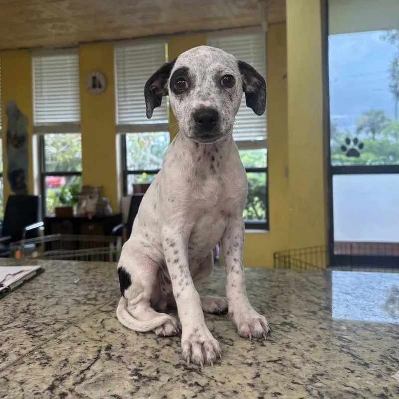 A baby medium-sized female Harlequin Chihuahua dog named Luna for adoption in Boca Raton, FL