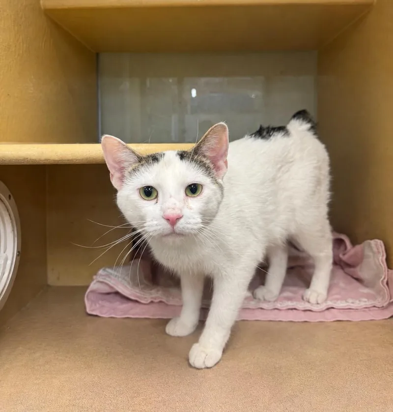 A young medium-sized female Domestic Short Hair cat named Ladybug Il for adoption in Fort Lupton, CO