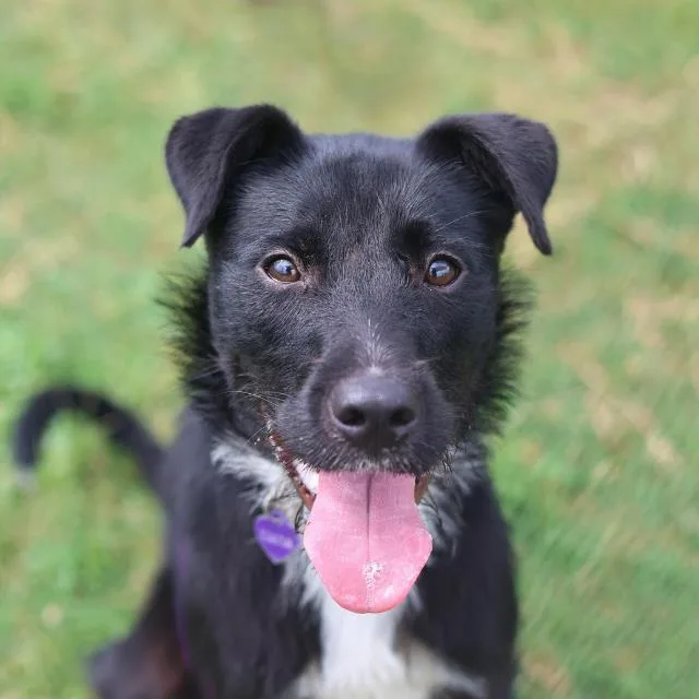 A young medium-sized female Labrador Retriever dog named Tiana for adoption in San Antonio, TX