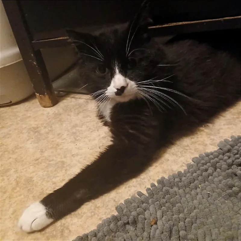 An adult small-sized male Black Domestic Short Hair cat named Wobbles for adoption in Winchester, VA