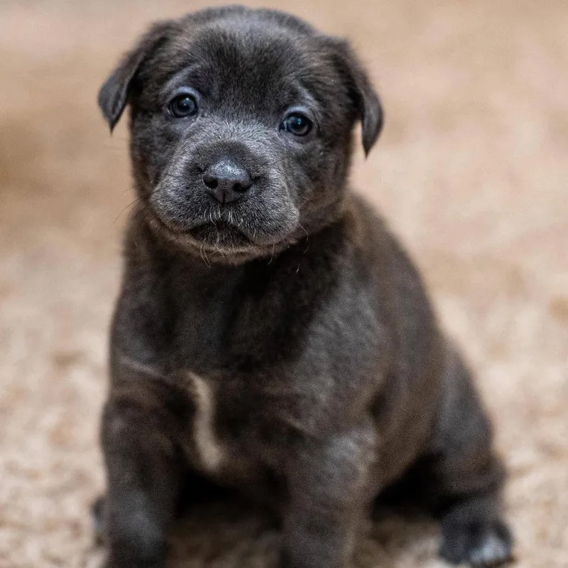 A baby medium-sized male Gray / Blue / Silver Mixed Breed dog named Glenn Earth C for adoption in Allen, TX