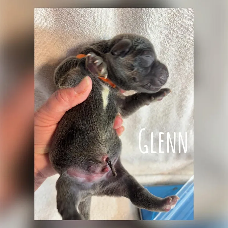 Glenn Earth C thumbnail 4