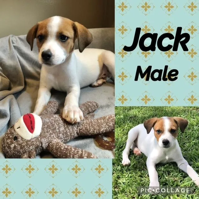 A baby medium-sized male Terrier dog named Jack for adoption in Manchester, CT