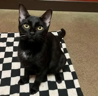 A young medium-sized male Black Domestic Short Hair cat named Binx for adoption in Rochester, MN