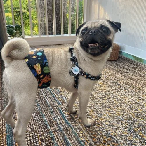 An adult small-sized male Yellow / Tan / Blond / Fawn Pug dog named Eugene for adoption in Seattle, WA