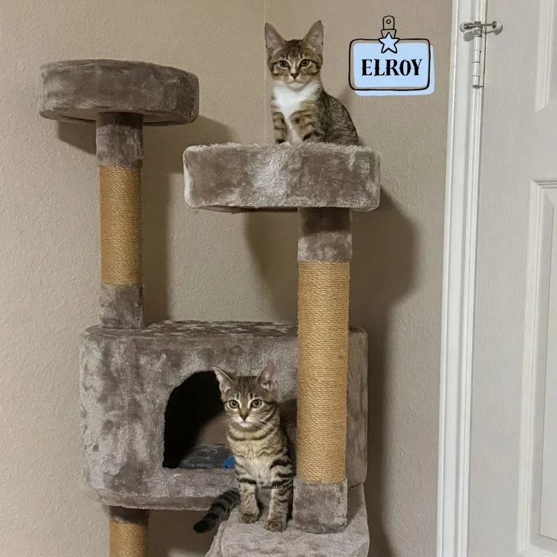 Elroy