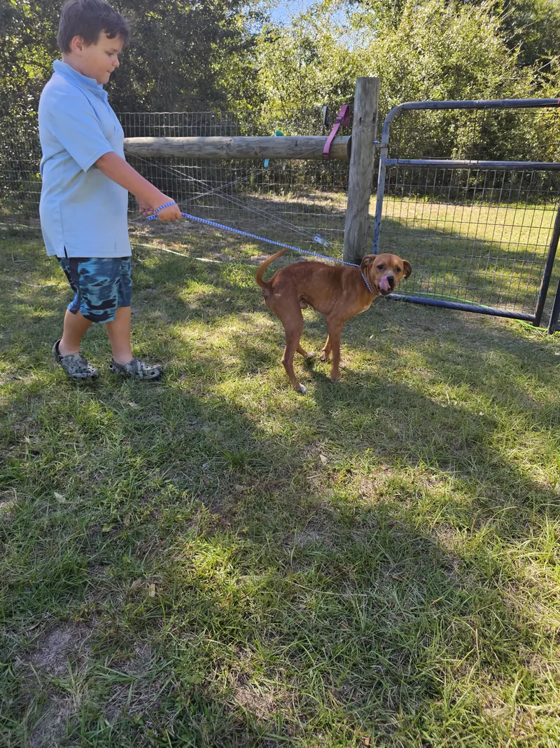 An adult medium-sized male Brown / Chocolate Hound dog named Remy for adoption in Panama city, FL