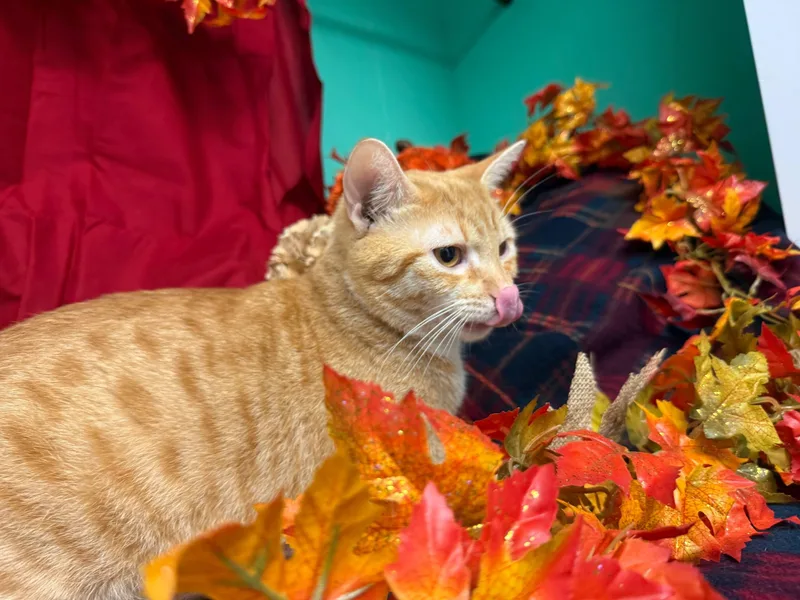 A young large-sized male Orange & White Domestic Short Hair cat named Cruz for adoption in Hartville, OH