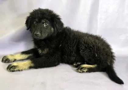 A baby large-sized male German Shepherd Dog dog named Medved for adoption in Morton Grove, IL