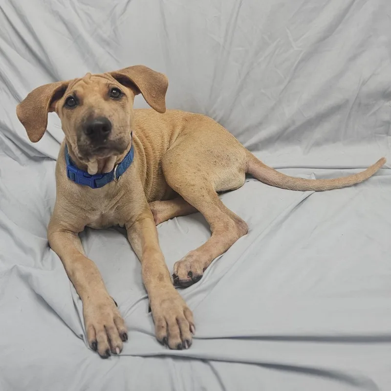 A baby medium-sized female Mixed Breed dog named Raisin for adoption in Monticello, IA