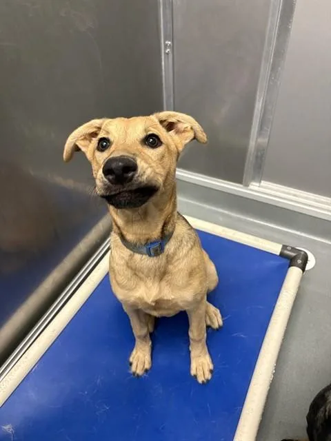 A young medium-sized female German Shepherd Dog dog named Lisa for adoption in Ontario, CA
