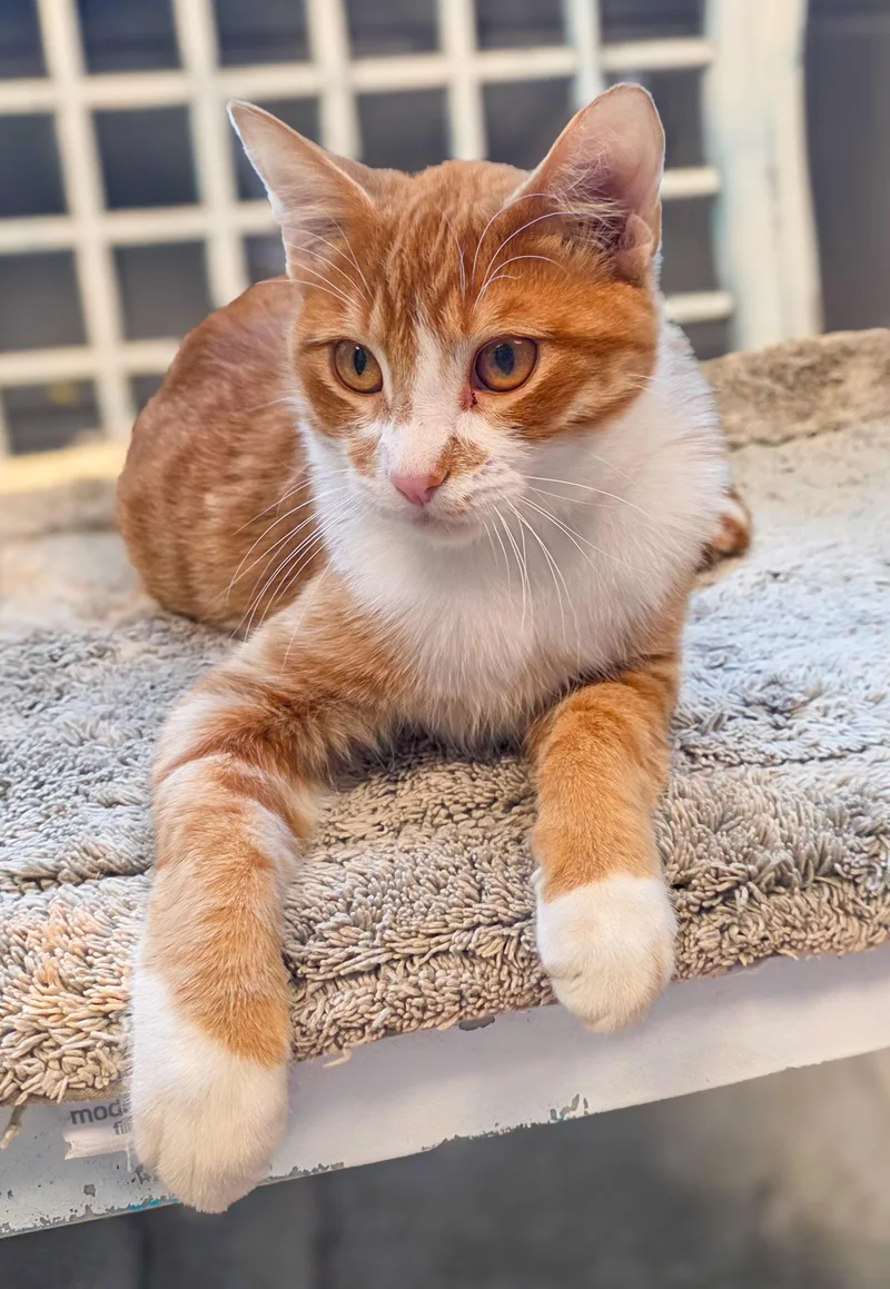 A young medium-sized male Domestic Short Hair cat named Nacho for adoption in Gainesville, TX