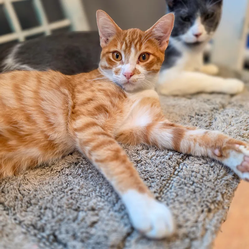 Nacho thumbnail 2