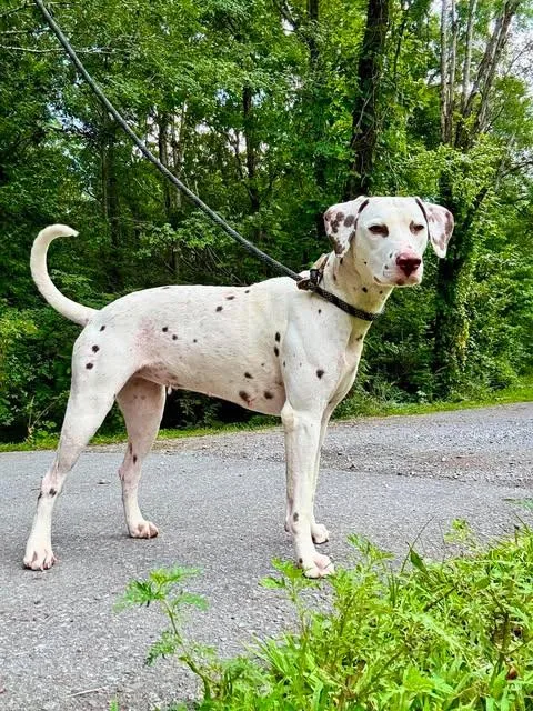 Pixel