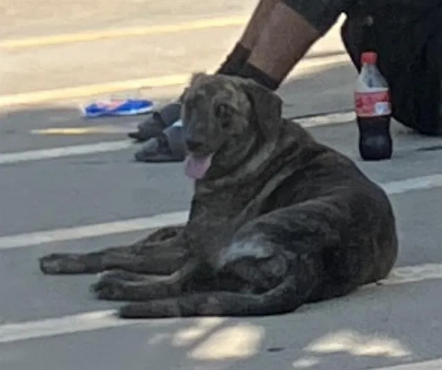 A young large-sized female Mixed Breed dog named Susan for adoption in Dallas, TX