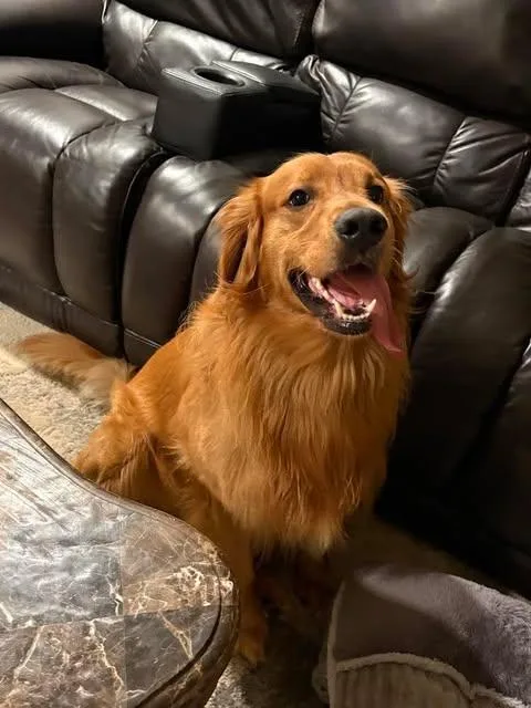 An adult large-sized male Golden Retriever dog named Skippy for adoption in Newport, KY