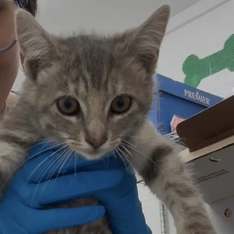 A baby small-sized female Gray / Blue / Silver Domestic Short Hair cat named Primrose for adoption in Edinburg, TX