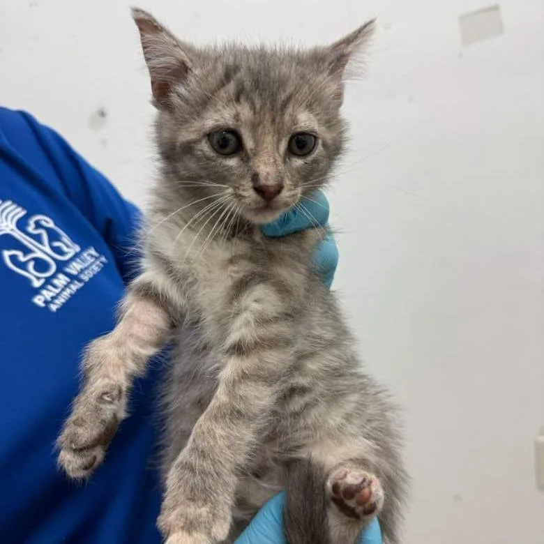 Primrose thumbnail 2